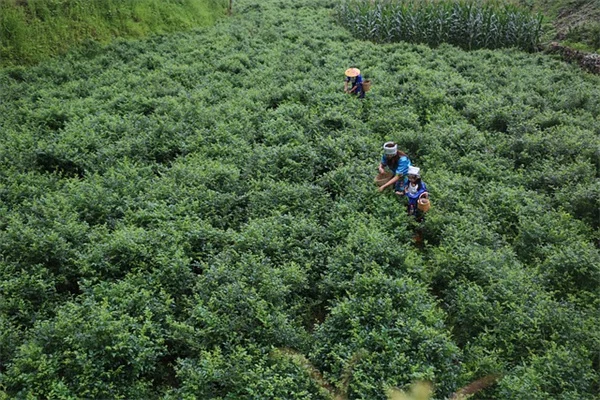 トマトの寝かせ植えで収穫量UP！簡単なテクニックと5ステップ