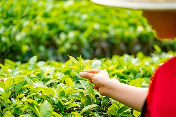 ガーデンセンターで買ってはいけない侵略的植物11選