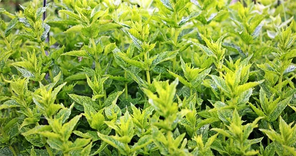 ツルバラの育て方：専門家が教える成功のコツ5つ