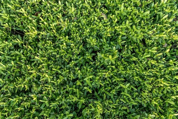 ナメクジに強い植物7選。これで庭の悩みが解決！
