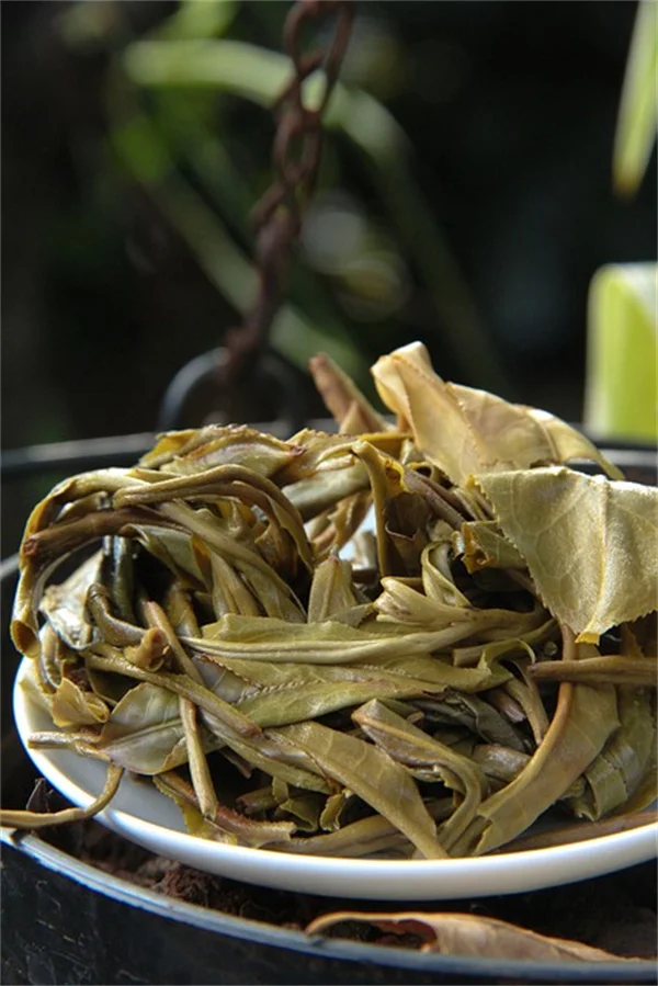 根茎类蔬菜の育て方とおすすめ8選 – 初心者でも簡単栽培のコツ
